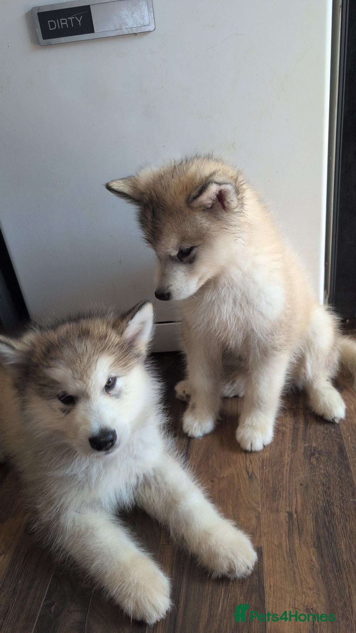 Alaskan Malamute dogs 2 Male Champ KC Reg Alaskan Malamute Puppies - Advert 12
