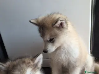 Alaskan Malamute dogs 2 Male Champ KC Reg Alaskan Malamute Puppies - Advert 12