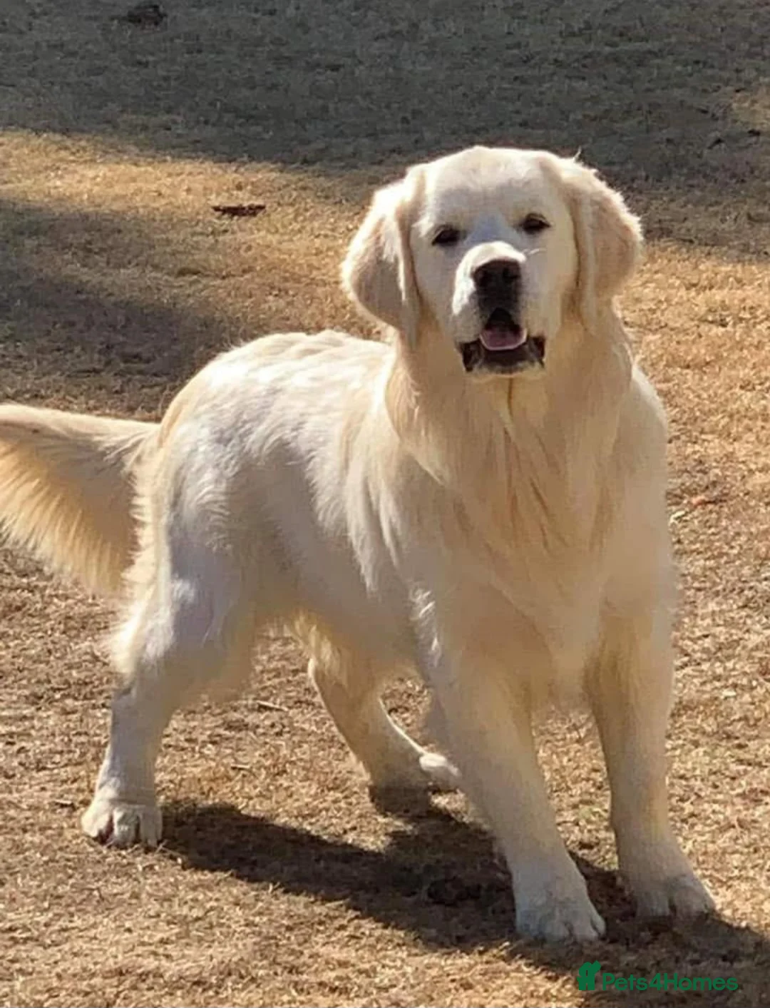 Golden Retriever dogs for sale: Newmiller Retrievers Febuary Litter Announcement  - Advert 2