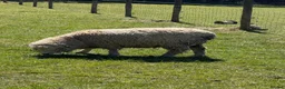 Sheep livestock for sale: Southdown ram - Advert 1