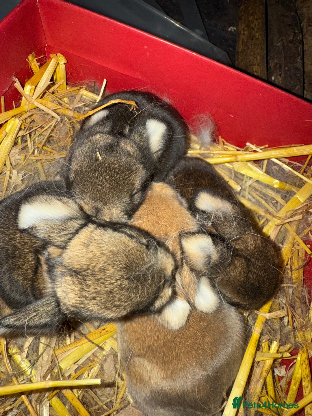 Mini Lop rabbits for sale: Patch Adams babies for reservation - Advert 6