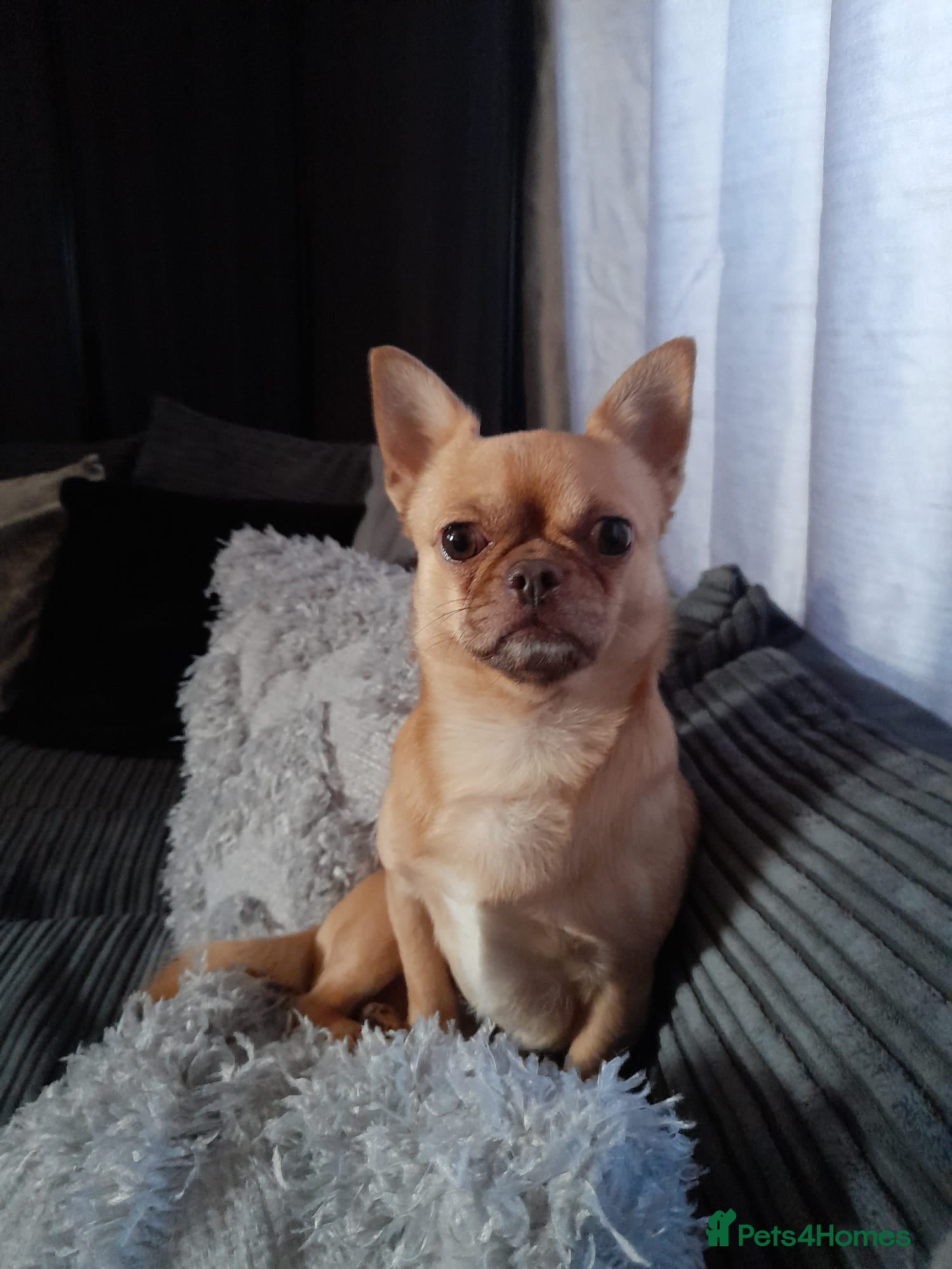 Chihuahua dogs Apple head chihuahua  - Advert 1
