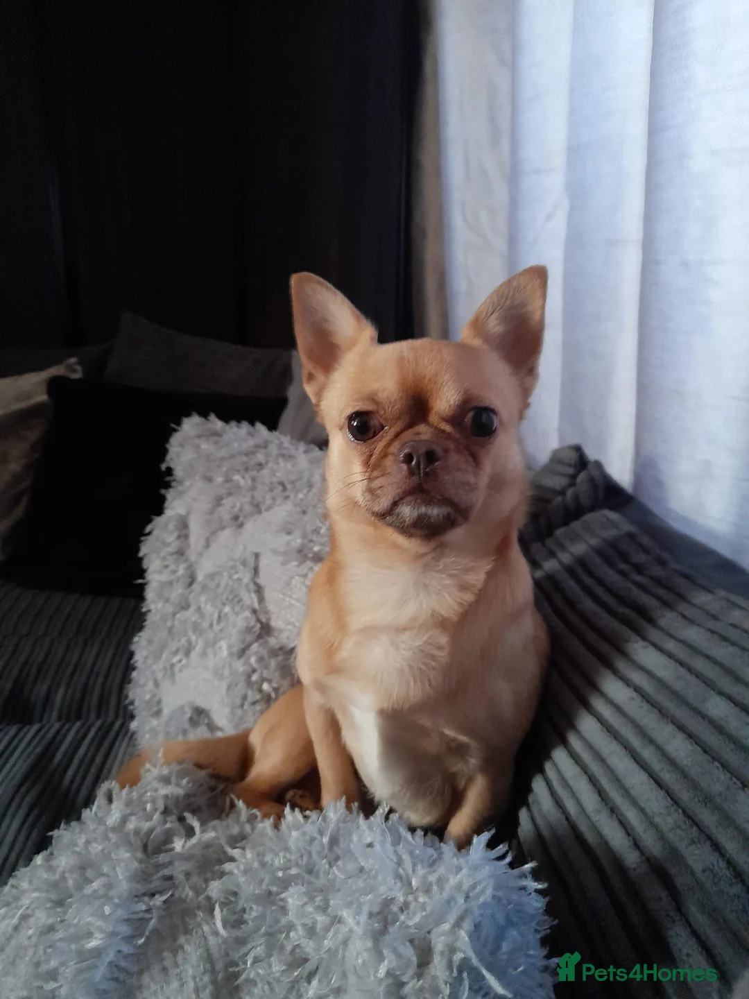 Chihuahua dogs for stud: Apple head chihuahua  - Advert 1