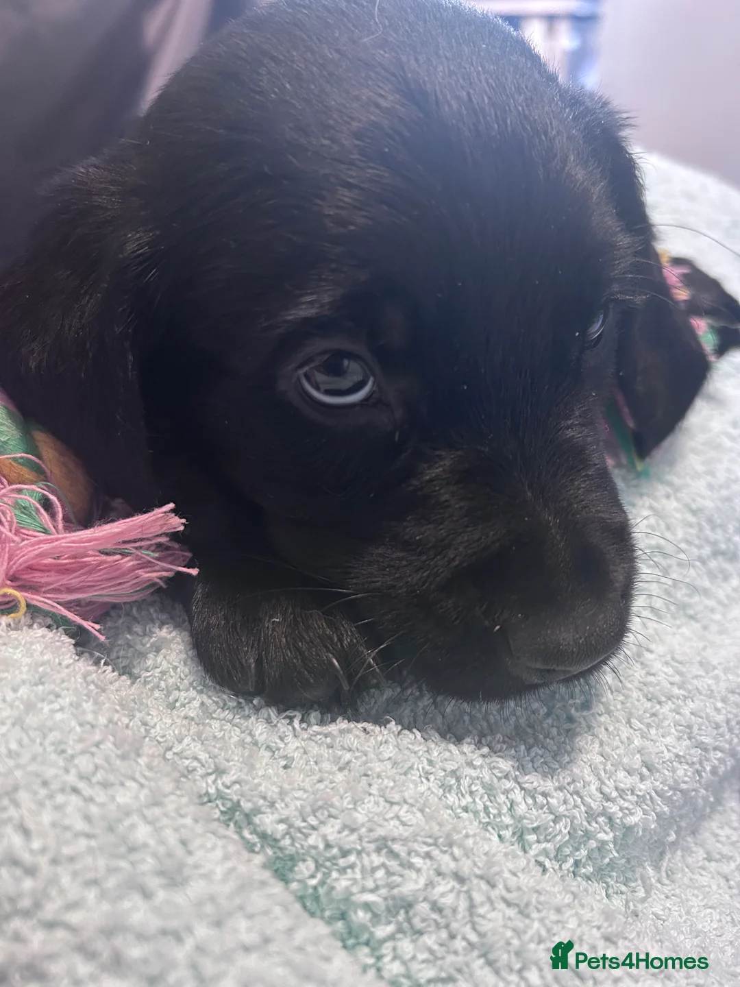 Goldador dogs for sale: 8 gorgeous black goldadors  - Advert 2