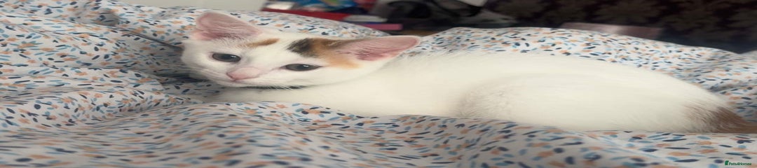 Domestic Shorthair Kitten 2