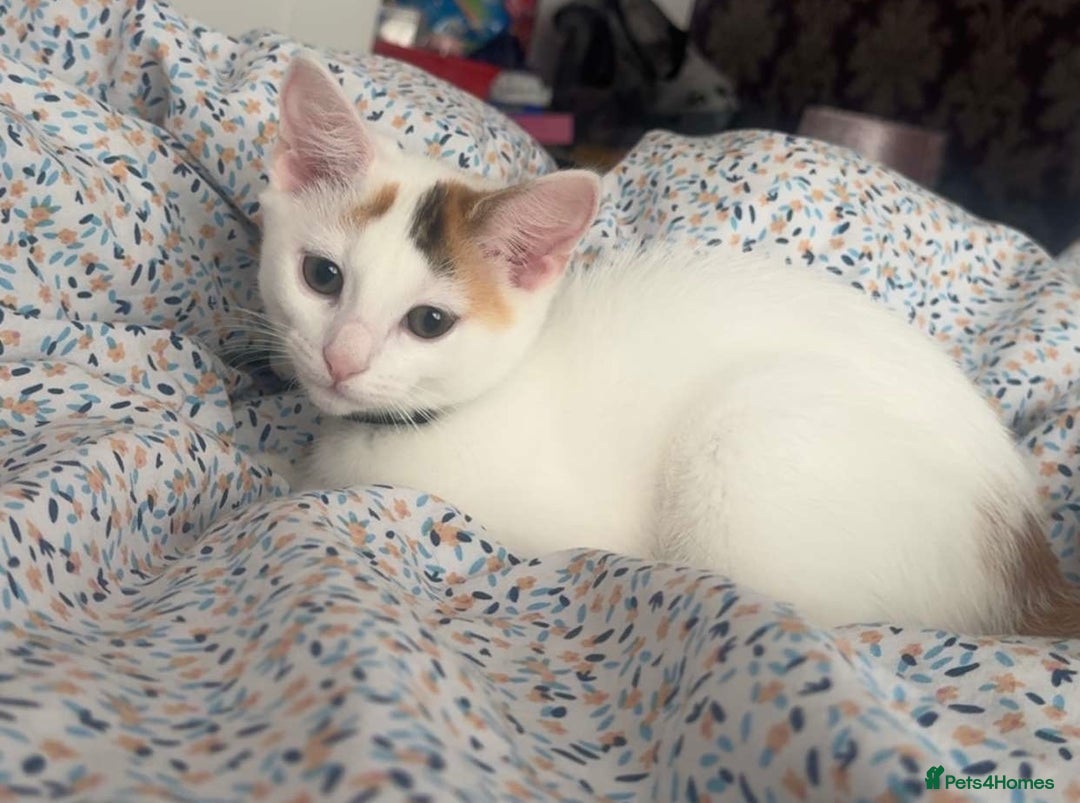 Domestic Shorthair cats for sale: Beautiful kittens ready to go - Image 7