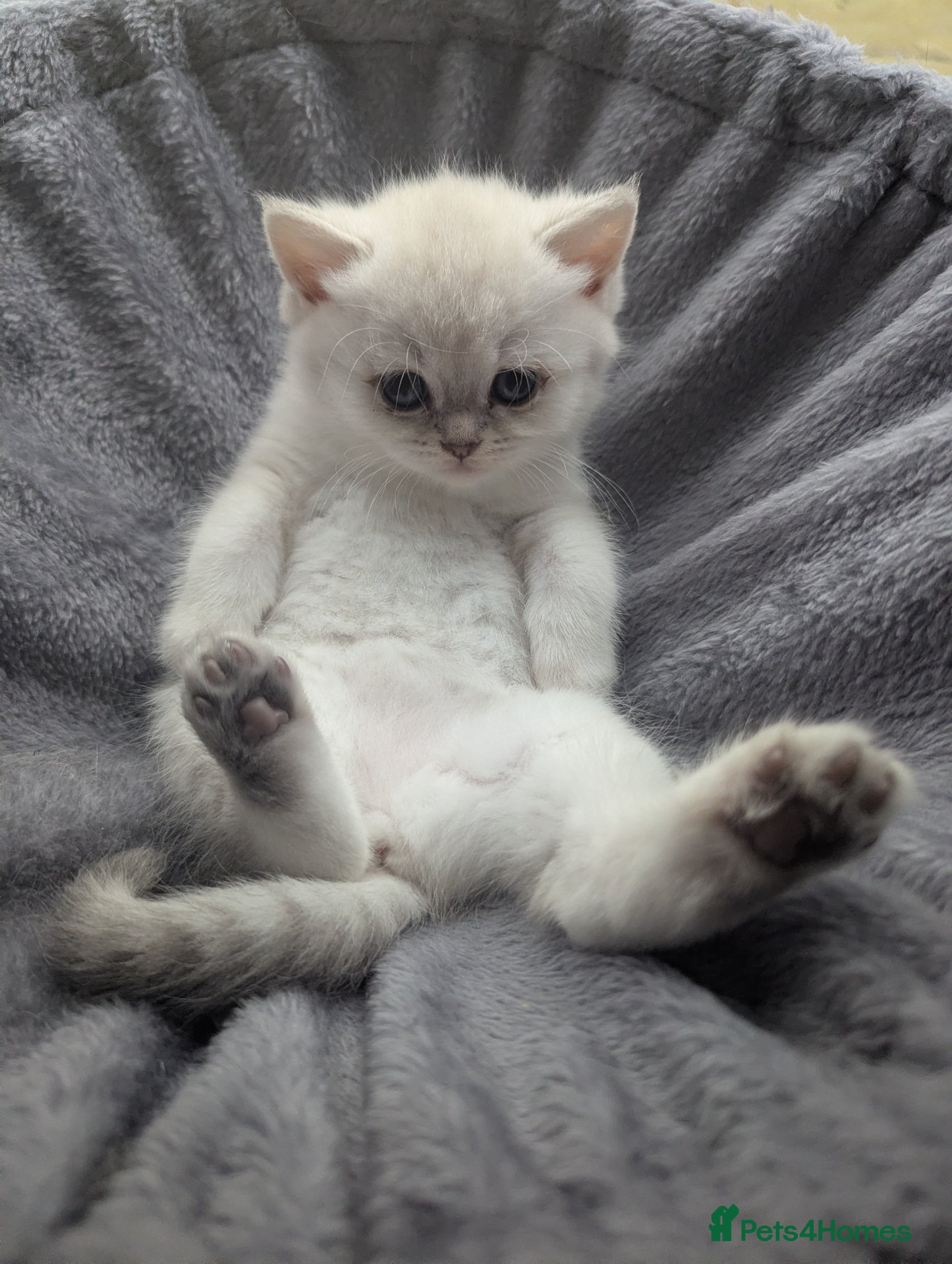 British Shorthair cats Beautiful British shorthair kittens - Advert 1