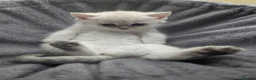 British Shorthair cats for sale: Beautiful British shorthair kittens - Advert 25