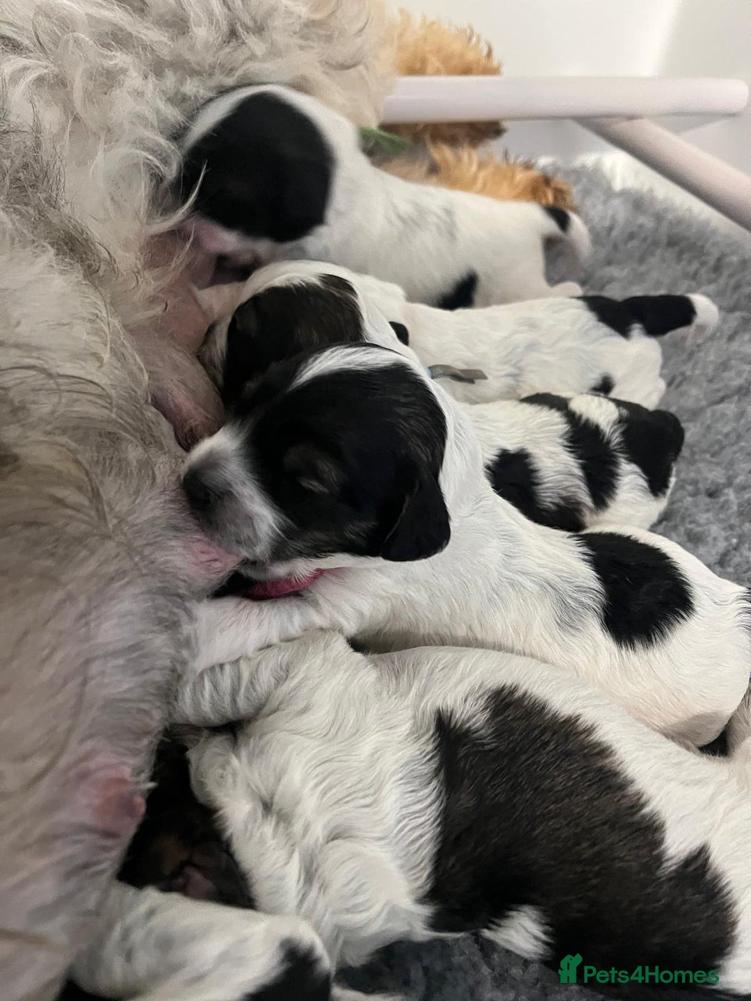 Mixed Breed dogs for sale: Miniature Parti Schnockerpoo Puppies  - Advert 5