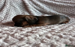 Miniature Dachshund dogs for sale: 3 gorgeous miniature dachshund girls  - Advert 17