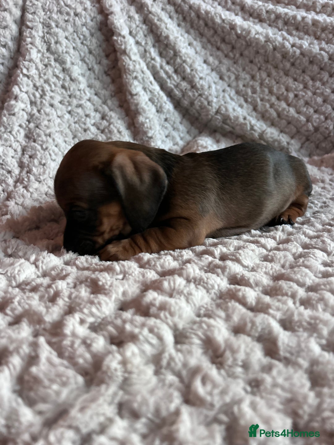 Miniature Dachshund dogs for sale: 3 gorgeous miniature dachshund girls  - Advert 17