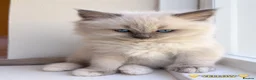 Ragdoll cats for sale: Beautiful Ragdoll Kittens – 4 Boys & 1 Girl 🩵🩷 in Aldershot - Advert 20