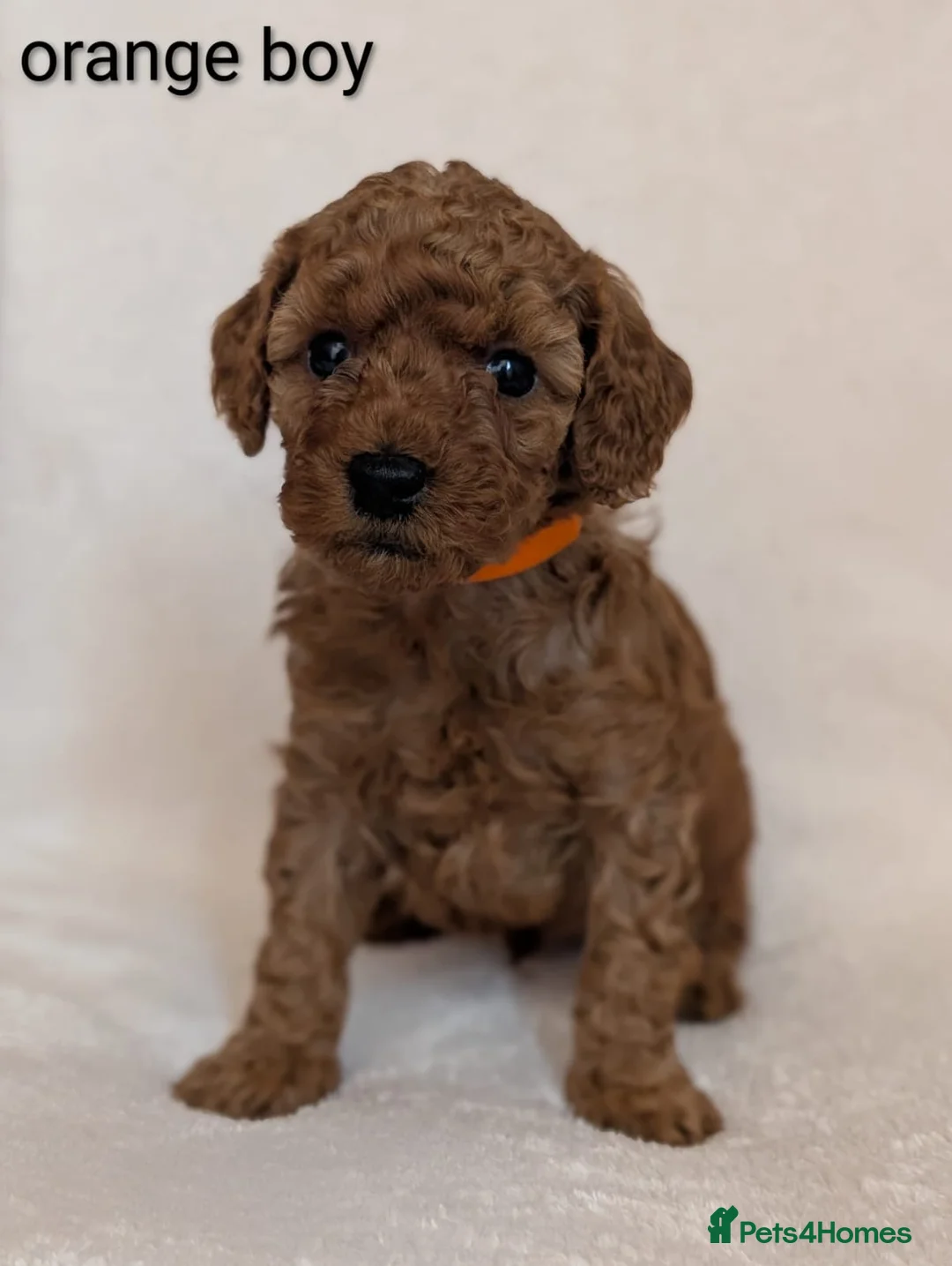 Cavapoo dogs for sale: Adorable Cavapoo puppies - Advert 17