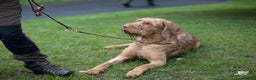 Hungarian Vizsla dogs for stud: Hungarian Wire Haired Vizsla Stud (Fully Tested) in Llangollen - Advert 9