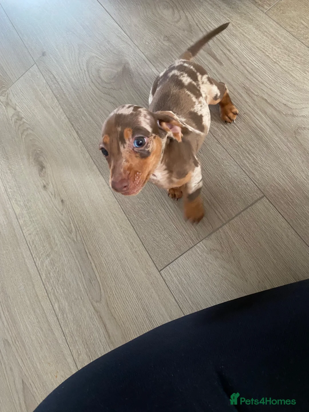 Miniature Dachshund dogs for sale: Miniature choc & tan Dachshund  - Advert 2