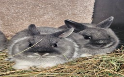 Netherland Dwarf rabbits for sale: Smoke Pearl Netherland Dwarfs all bucks  - Image 7