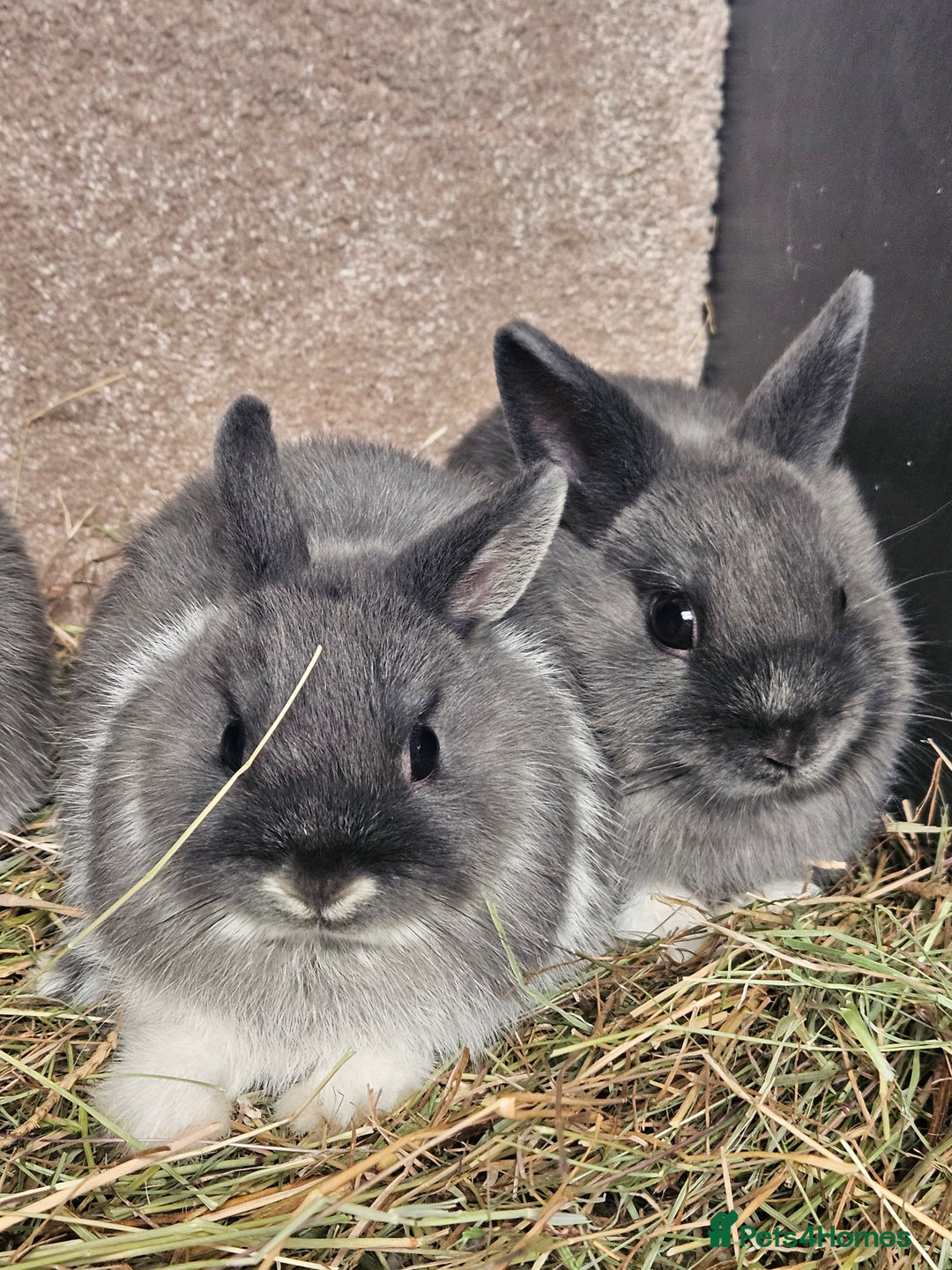 Netherland Dwarf rabbits for sale: Smoke Pearl Netherland Dwarfs all bucks  - Image 7