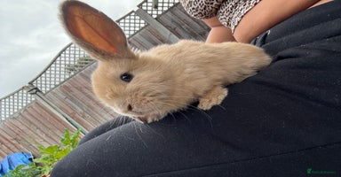 Mini Lop rabbits - Advert 10