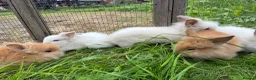 Lionhead rabbits for sale: 5 stunning lionhead babies - Advert 4