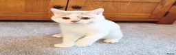 British Shorthair cats for sale: Gorgeous loving purr machines  - Advert 7