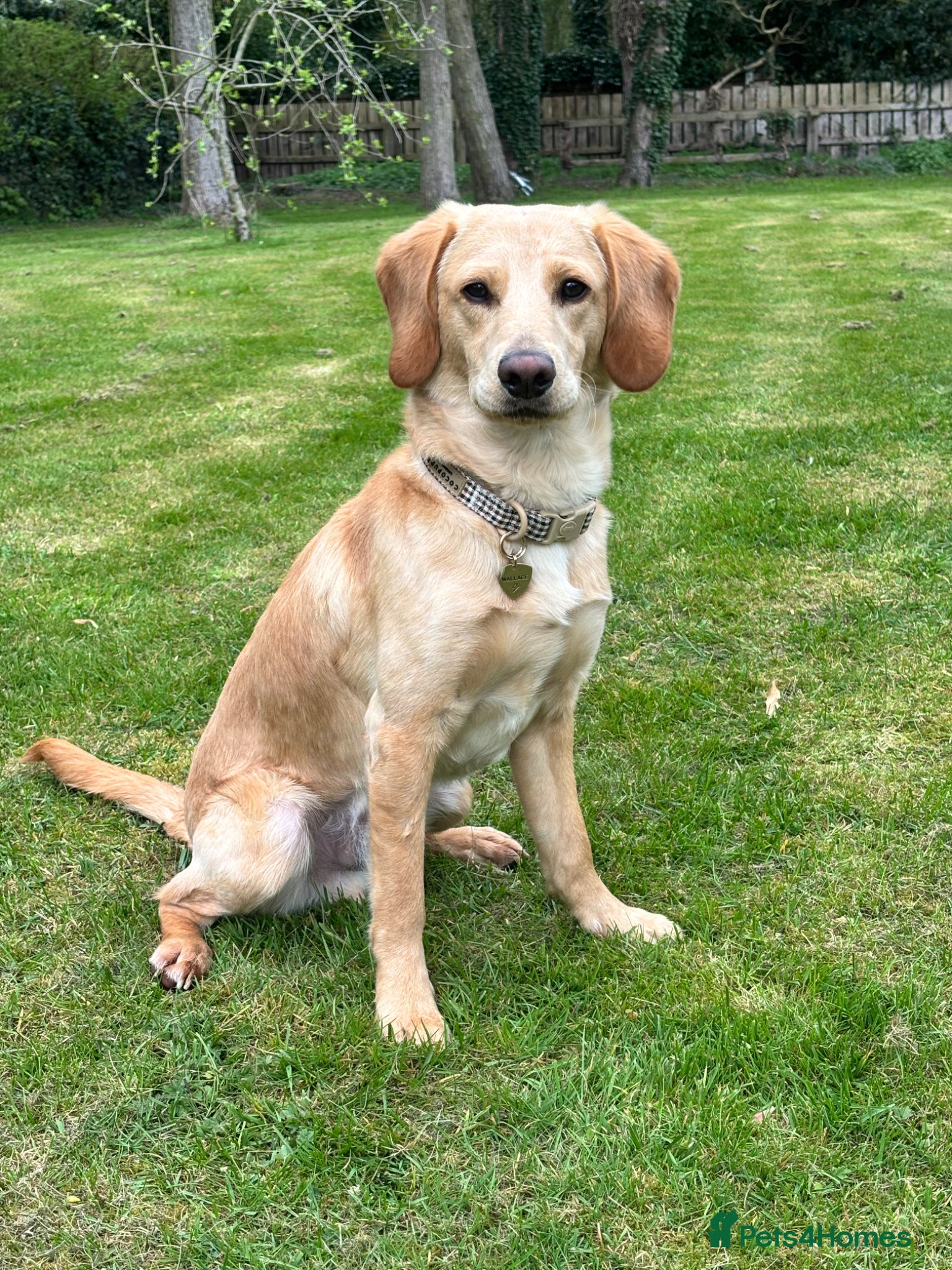 Labradoodle dogs Amazing 9 Month Old Labradoodle Male - Advert 9