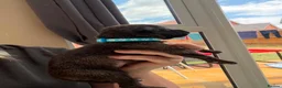 Mixed Breed dogs for sale: Whippet terrier X Cane corso - Advert 12