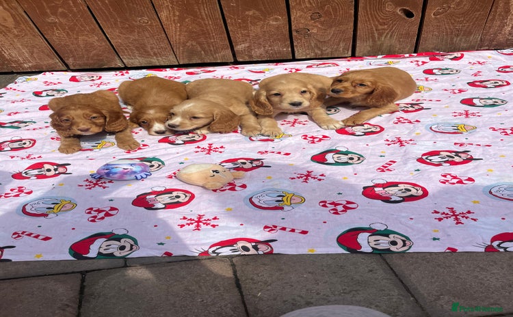 Cocker Spaniel dogs - Advert 7