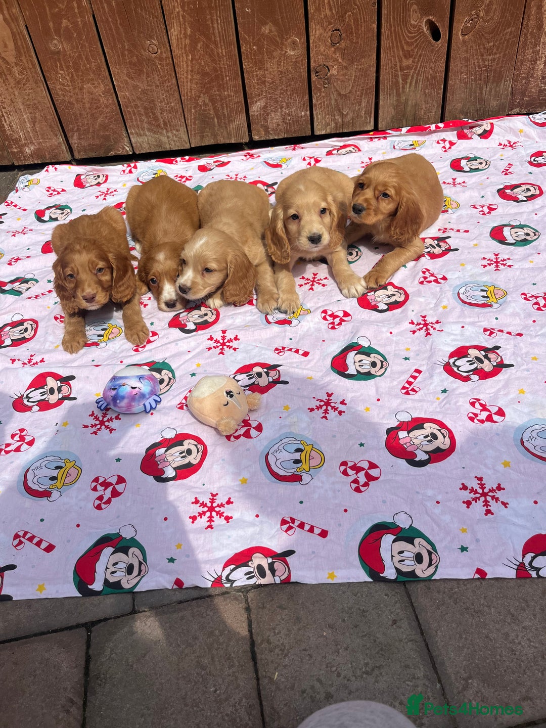 Cocker Spaniel dogs for sale: Beautiful cocker spaniel puppies  - Image 1