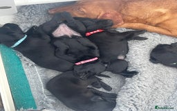 Labrador Retriever dogs for sale: Beautiful KC Black Female Pups  - Image 7