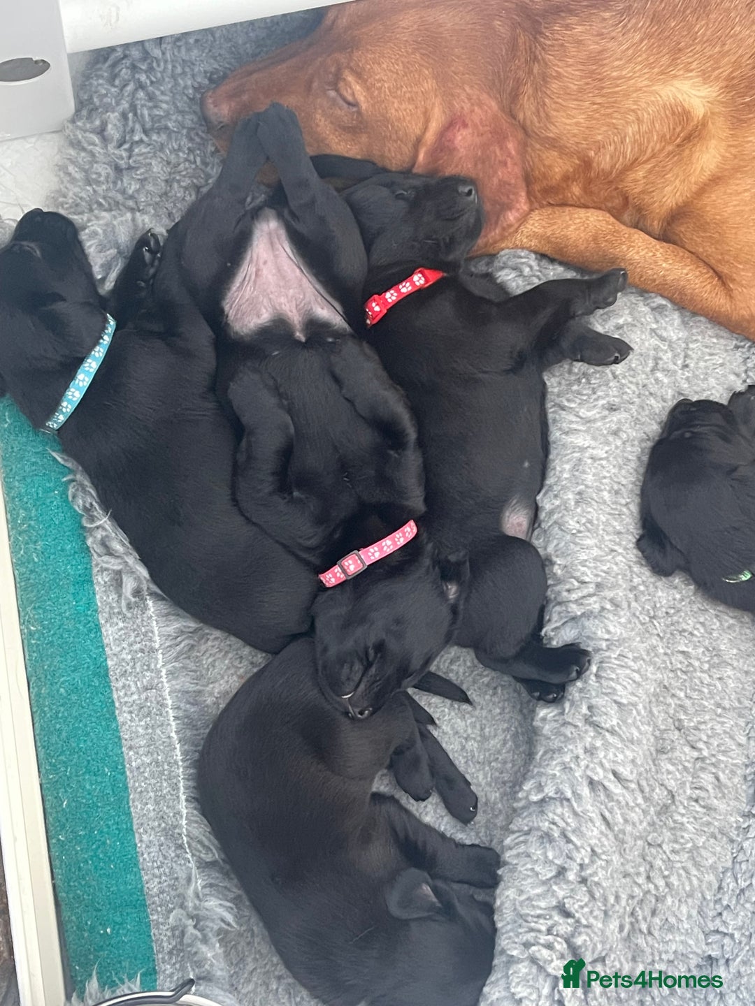 Labrador Retriever dogs for sale: Beautiful KC Black Female Pups  - Image 7