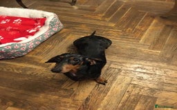 Miniature Dachshund dogs for sale: Sweet Miniature Dachshund - Advert 4