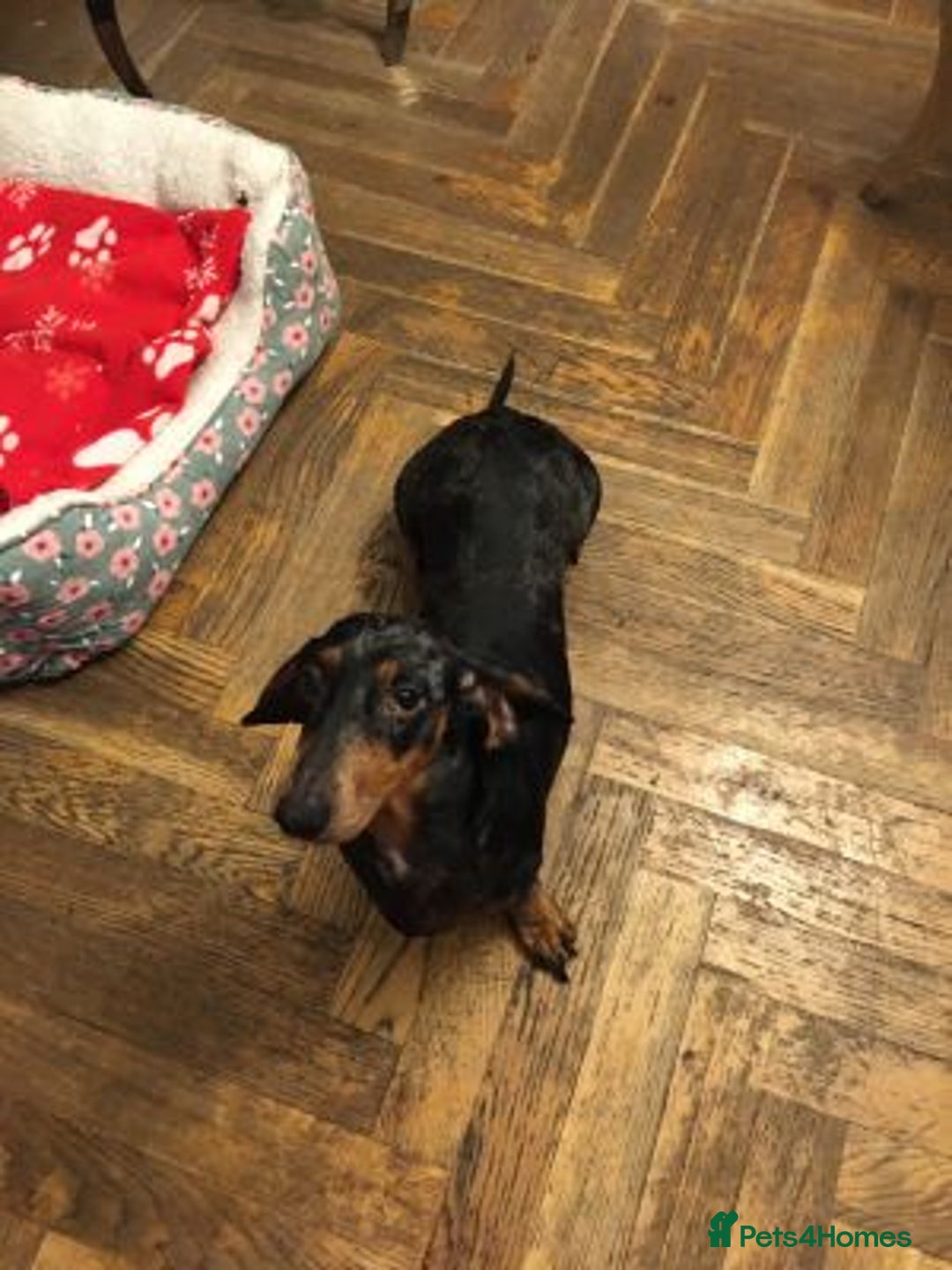 Miniature Dachshund dogs for sale: Sweet Miniature Dachshund - Advert 4