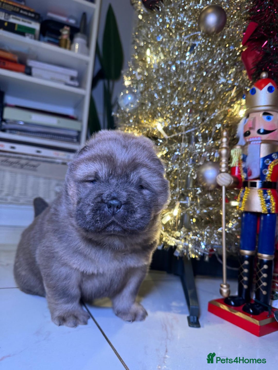 Chow Chow dogs for sale: 1 last Beautiful chows ready to fly   - Advert 5