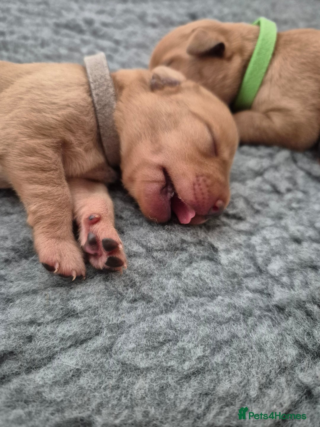 Labrador Retriever dogs for sale: Kc Registered Red labrador puppies  - Image 21