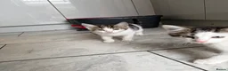 Mixed Breed cats for sale: 2 beautiful boys for sale  - Advert 11