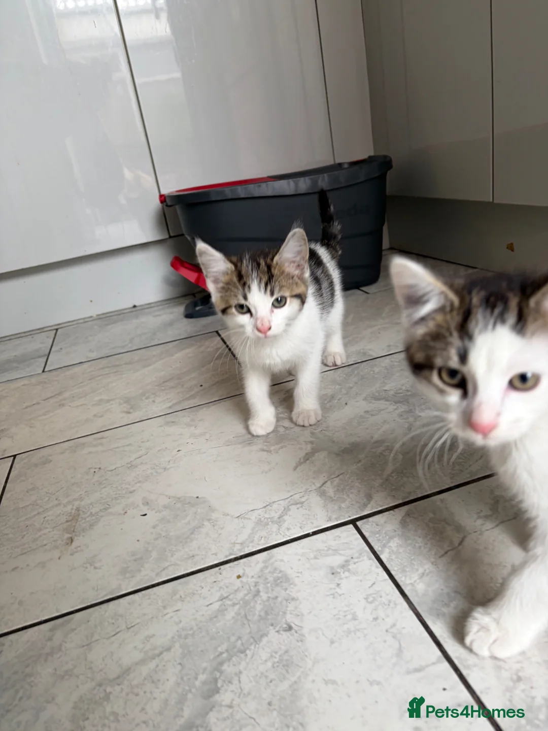 Mixed Breed cats for sale: 2 beautiful boys for sale  - Advert 11