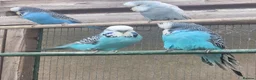 Budgerigars birds for sale: BUDGIES - various colours, various ages. - Advert 2