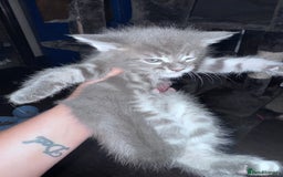Maine Coon cats for sale: READY NOW Maine coon kittens  - Image 22