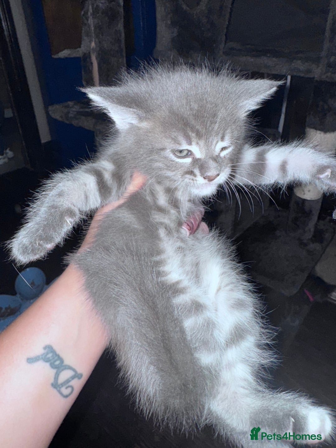 Maine Coon cats for sale: READY NOW Maine coon kittens  - Image 22