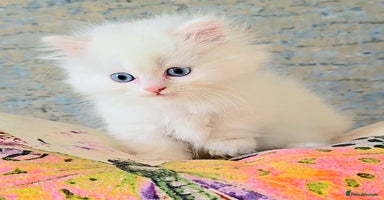 Persian cats - Advert 1
