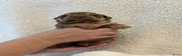 English Bulldog dogs for sale: English Bulldog puppies - Advert 7