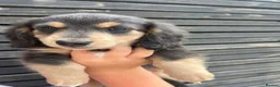 Miniature Dachshund dogs for sale: READY TO LEAVE unreal long hair KC stunning💙💕 - Advert 3