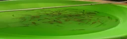 Other/Mixed Breed fish for sale: Fish tank plus fish in London - Advert 2