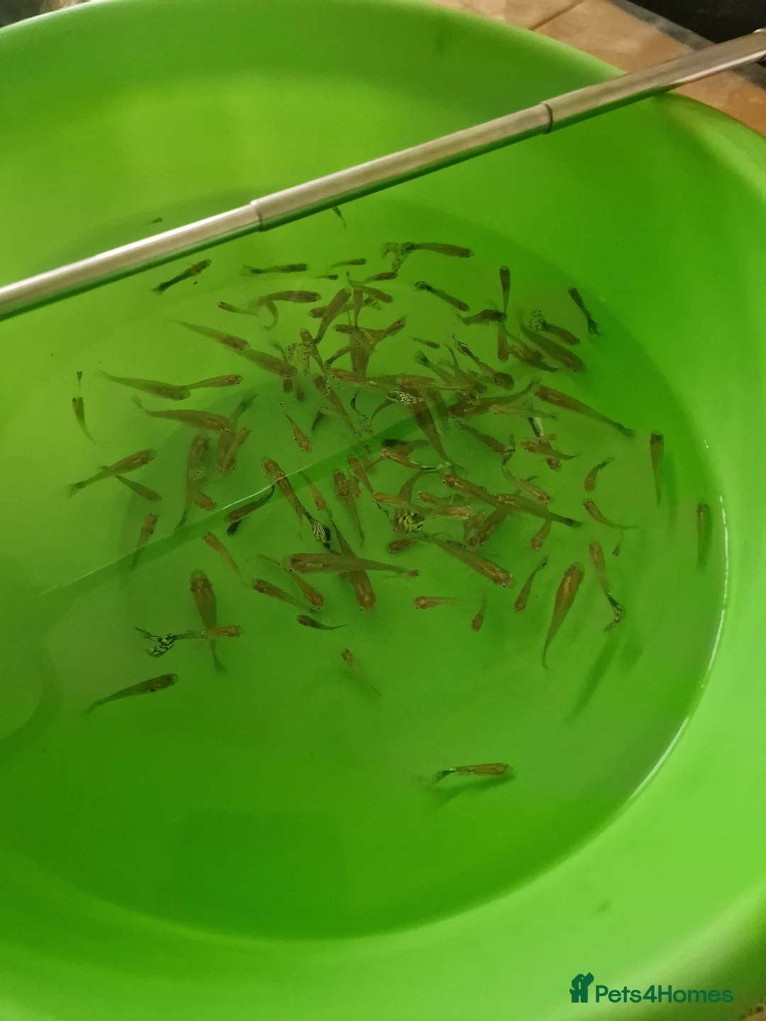 Other/Mixed Breed fish for sale: Fish tank plus fish in London - Advert 2