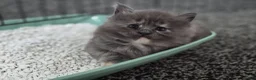 Maine Coon cats for sale: Stunning maine coon full pedigree kittens - Advert 9