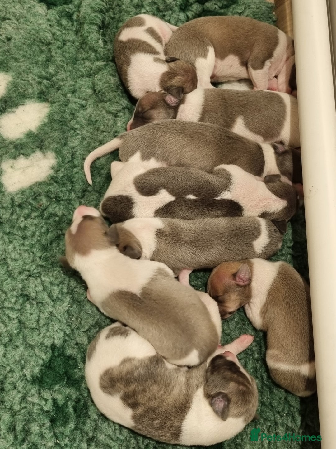 Whippet dogs for sale: Stunning Whippet Puppies - Image 6