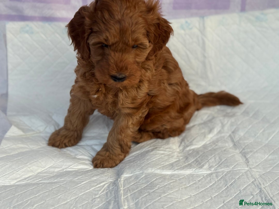 Cockapoo dogs for sale: Gorgeous Cockerpoo F1b - Image 34