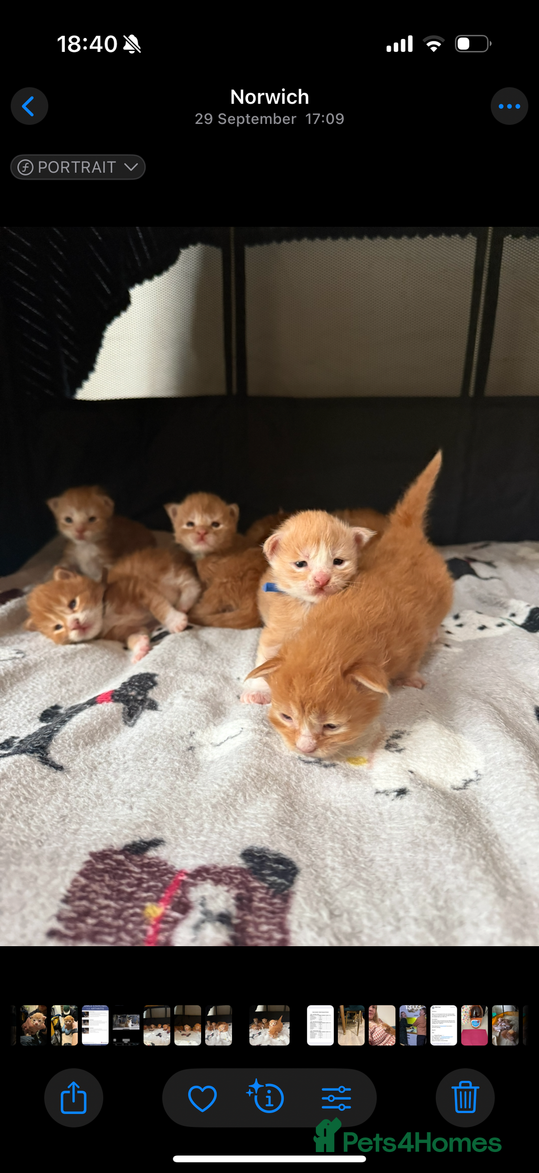 Maine Coon cats for sale: Maine Coon Kittens - Image 4