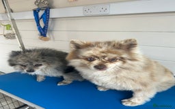 Pomeranian dogs for sale: 2 x pomeranians - Image 10
