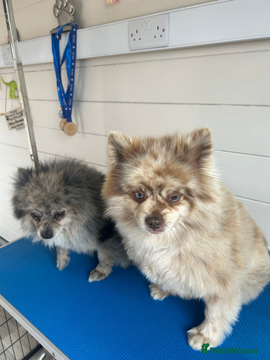 Pomeranian dogs for sale: 2 x pomeranians - Image 10